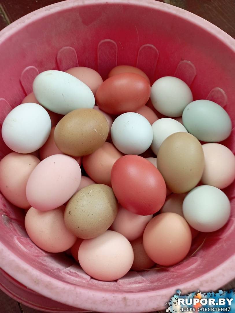 Инкубационные яйца. - 0